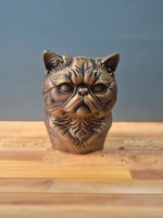 Экзотическая короткошерстная кошка