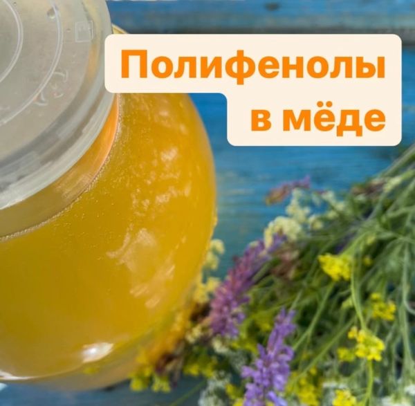 ПОЛИФЕНОЛЫ В МЁДЕ