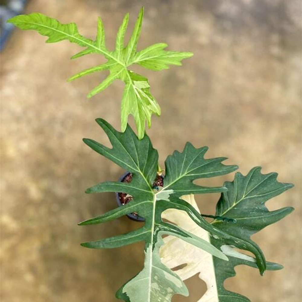 Филодендрон DRAGON VAR