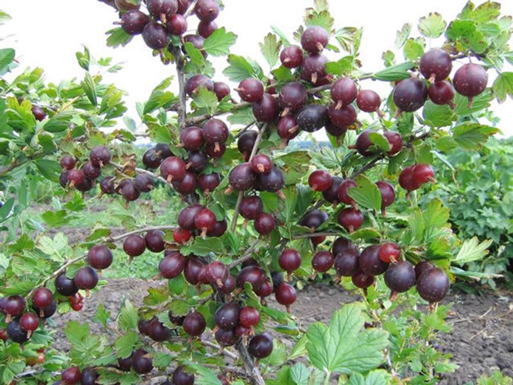 Крыжовник Черносливовый (ОКС)