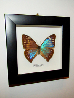 Бабочка Morpho aega самка в рамке