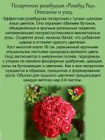 Пеларгония Розебуд Ред розебудная