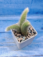 Hildewintera Colademononis (Хильдевинтера)