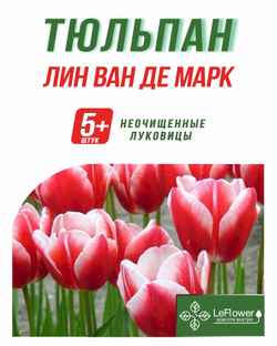 Тюльпан Луковица, Лин ван де Марк 5+  шт