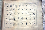 "Nomenclator Iconum Entomologia Linnean: Courante et Augmente Car". De Villers (Де Виллер).