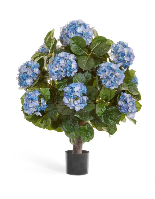 Гортензия тёмно-голубая куст Макси в-70, д-50 см в горшке 2/2 20.6253BL