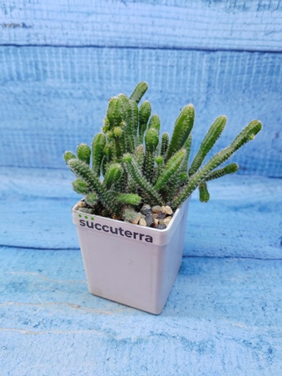 Rhipsalis Horrida (Рипсалис)