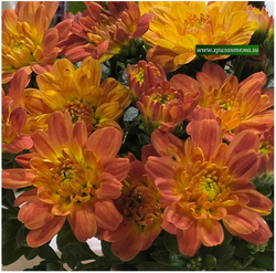Хризантема мультифлора Sunbeam dito Honey 🌹 м. 131 (нет в наличии)