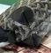 Косметичка Goyard Vendôme