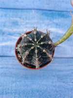 Gymnocalycium Friedrichii (Гимнокалициум)