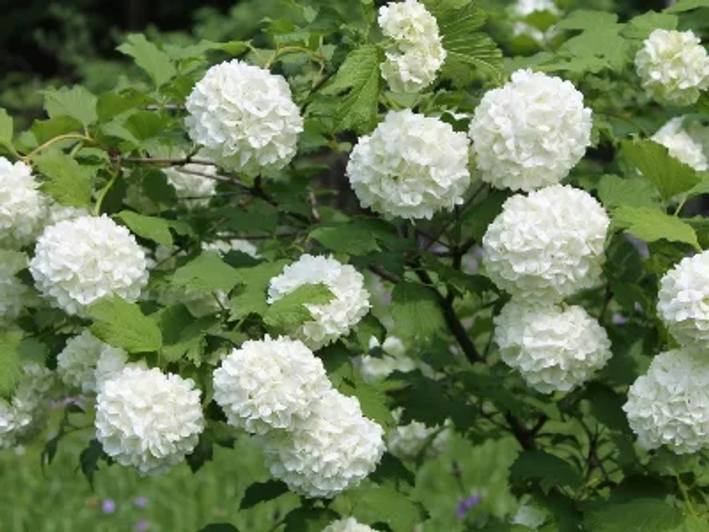 Калина обыкновенная Розеум штамб 90 см Закупка М66 апрель 20026