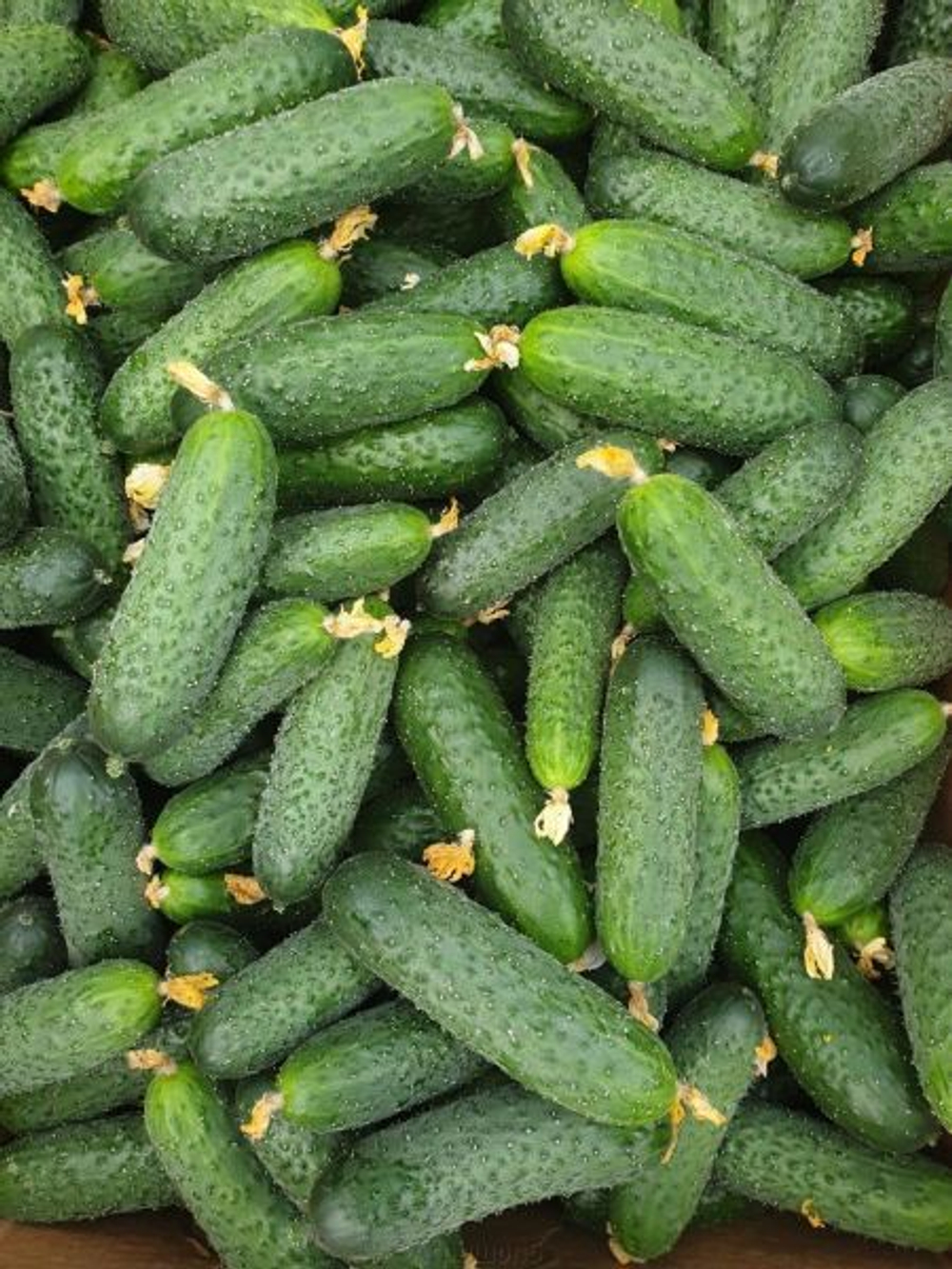 Огурец Муссон F1 (50шт) Витагрин Профи