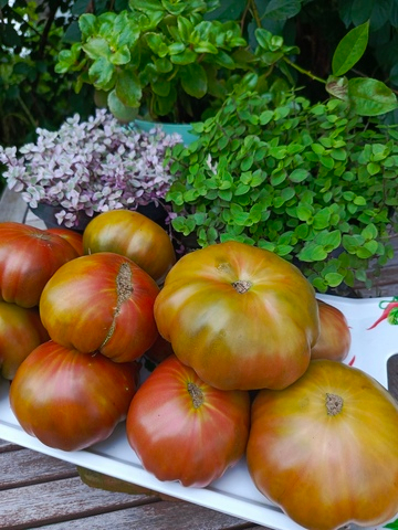 Дикий Тимьян (Wild Thyme) сорт томата