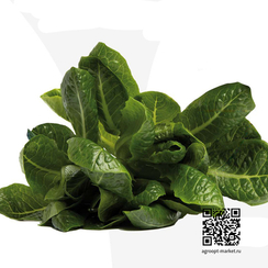 Кобейн семена салата романо (Nunhems / Нюнемс)