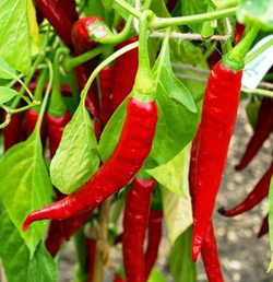 Перец острый Шакира F1 5шт Мировые Семена VITA GREEN