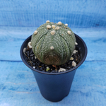 Astrophytum Asterias (Астрофитум)