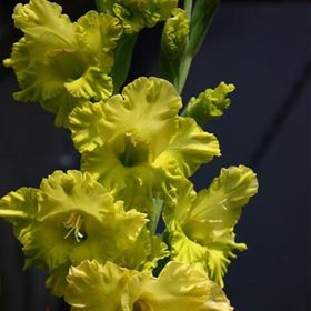 Гладиолусы