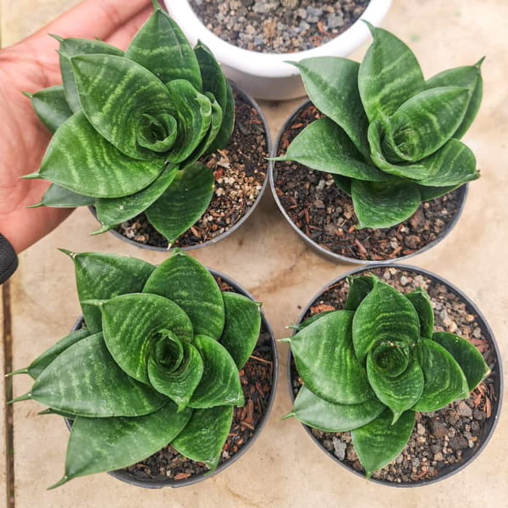 Сансевиерия GREEN FLAME