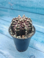 Gymnocalycium T-Rex Pink hybride (Гимнокалициум T-rex)