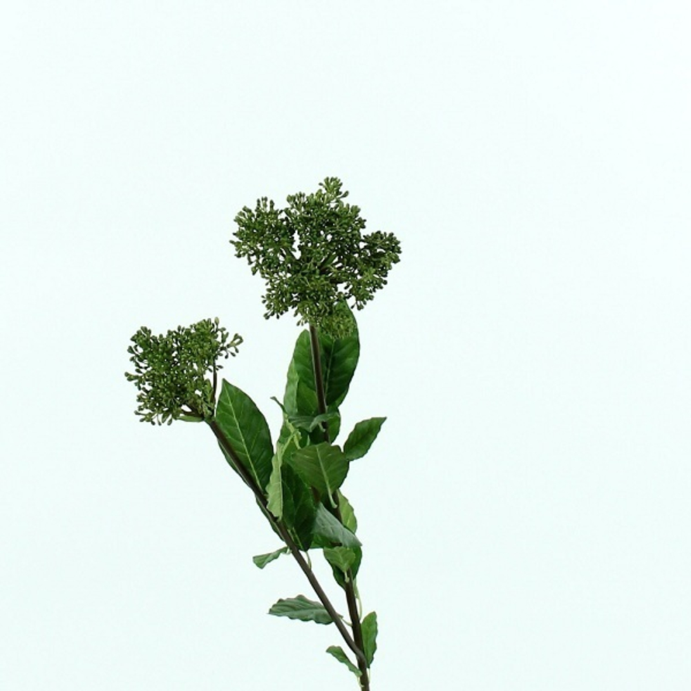 Скимия 74 см [Арт. TSF00450]