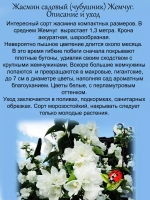 Жасмин садовый Жемчуг чубушник