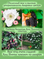 Ежевика Холс Бьюти бесшипная