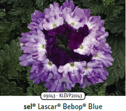 ЕВРО Вербена Lascar Bepop Blue укорененный черенок ОКС начало декабря