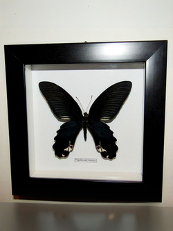 Бабочка Papilio alcmenor в рамке