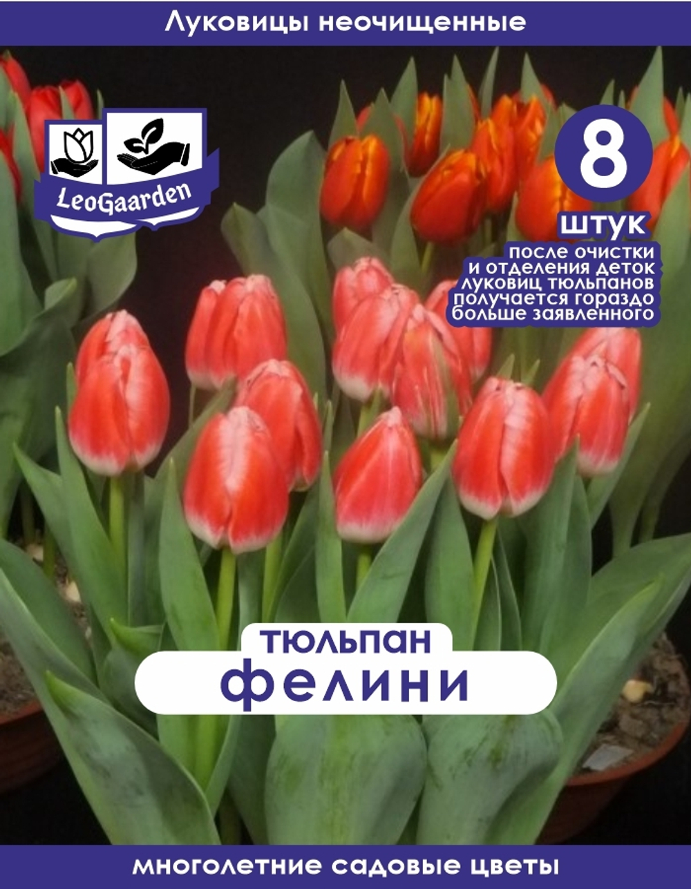 Тюльпан Луковица, Фелини, 8+шт