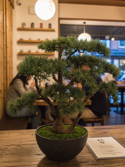 Искусственный Бонсай Сосна пушистая 55см