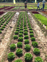 Аквино семена салата дуболистного (Rijk Zwaan / Райк Цваан)