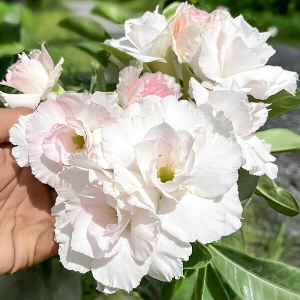 Адениум JANTHIMA