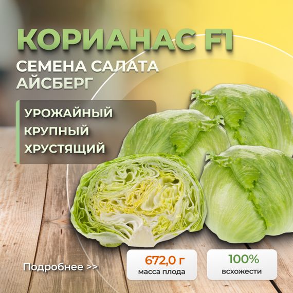 КОРИАНАС Knox семена салата Rijk Zwaan культура