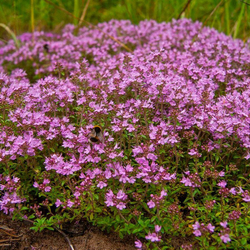 Чабрец горный (тимьян)(трава) 500г