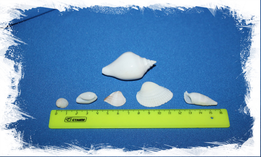 Набор ракушек белый мелкий микс