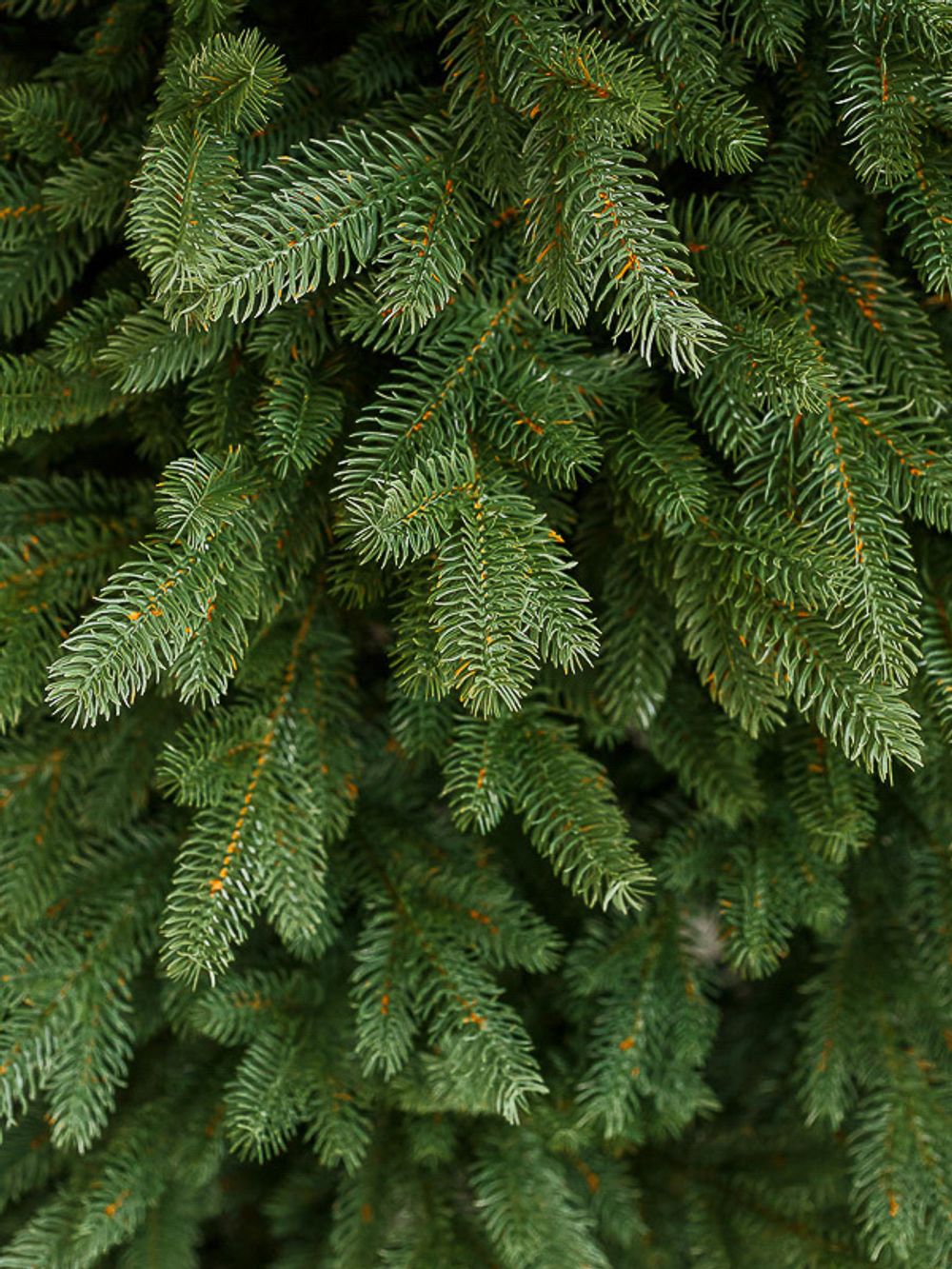 Ель искусственная «Милано» (литая хвоя) 240 см / 2,4 м