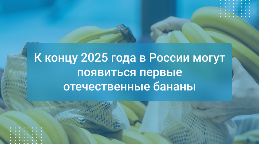 К концу 2025 года в России могут появиться первые отечественные бананы