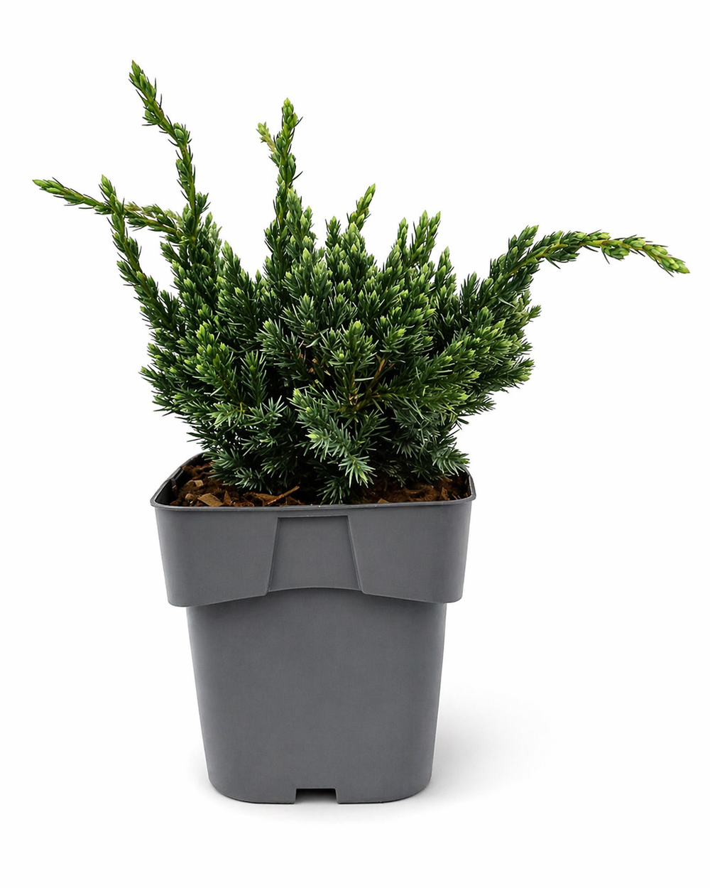 Можжевельник "Squamata Meyeri"