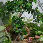 Флорариум бонсай Кармона Фаберже