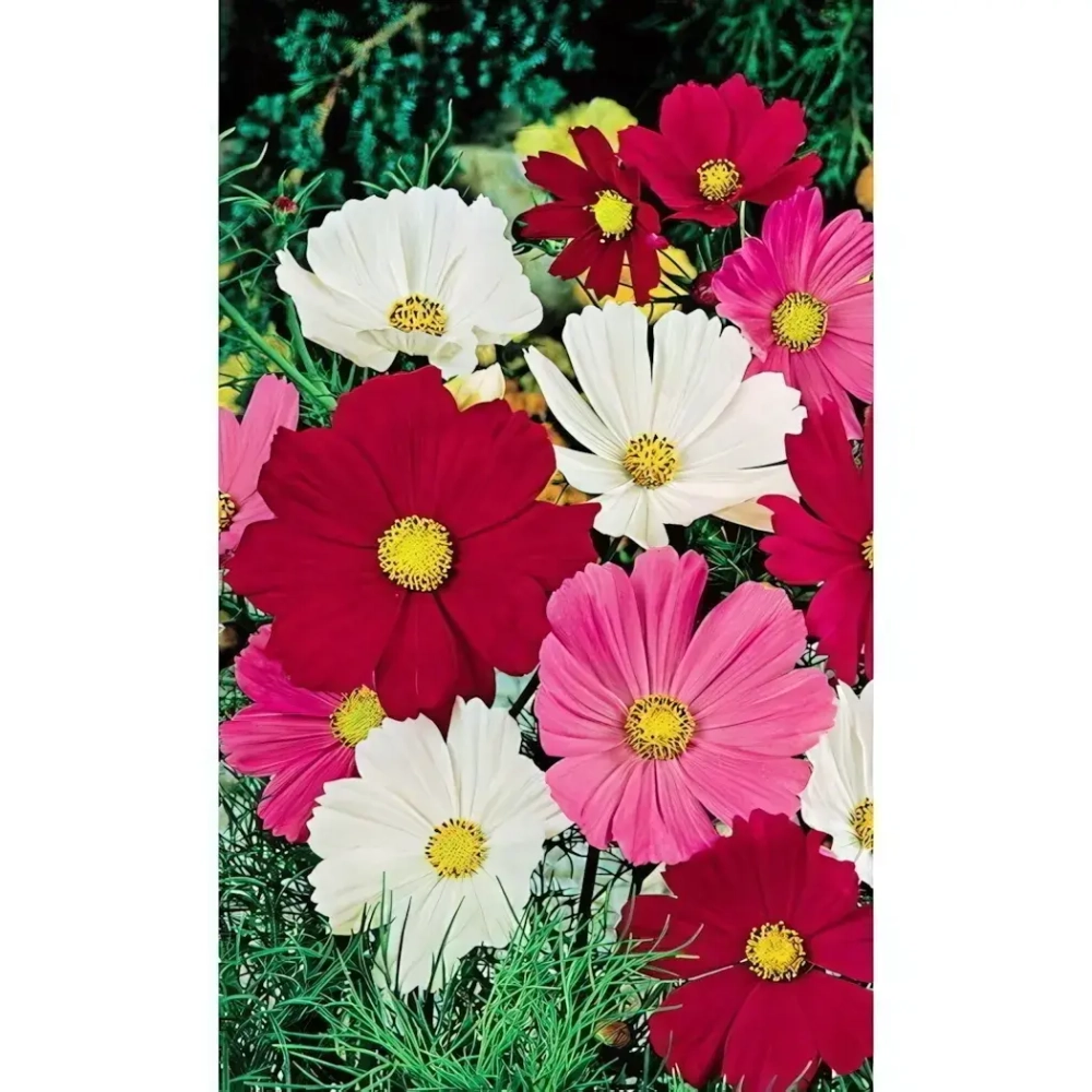 Семена Космея Сенсация Смесь 0,15гр (УД) Е/П