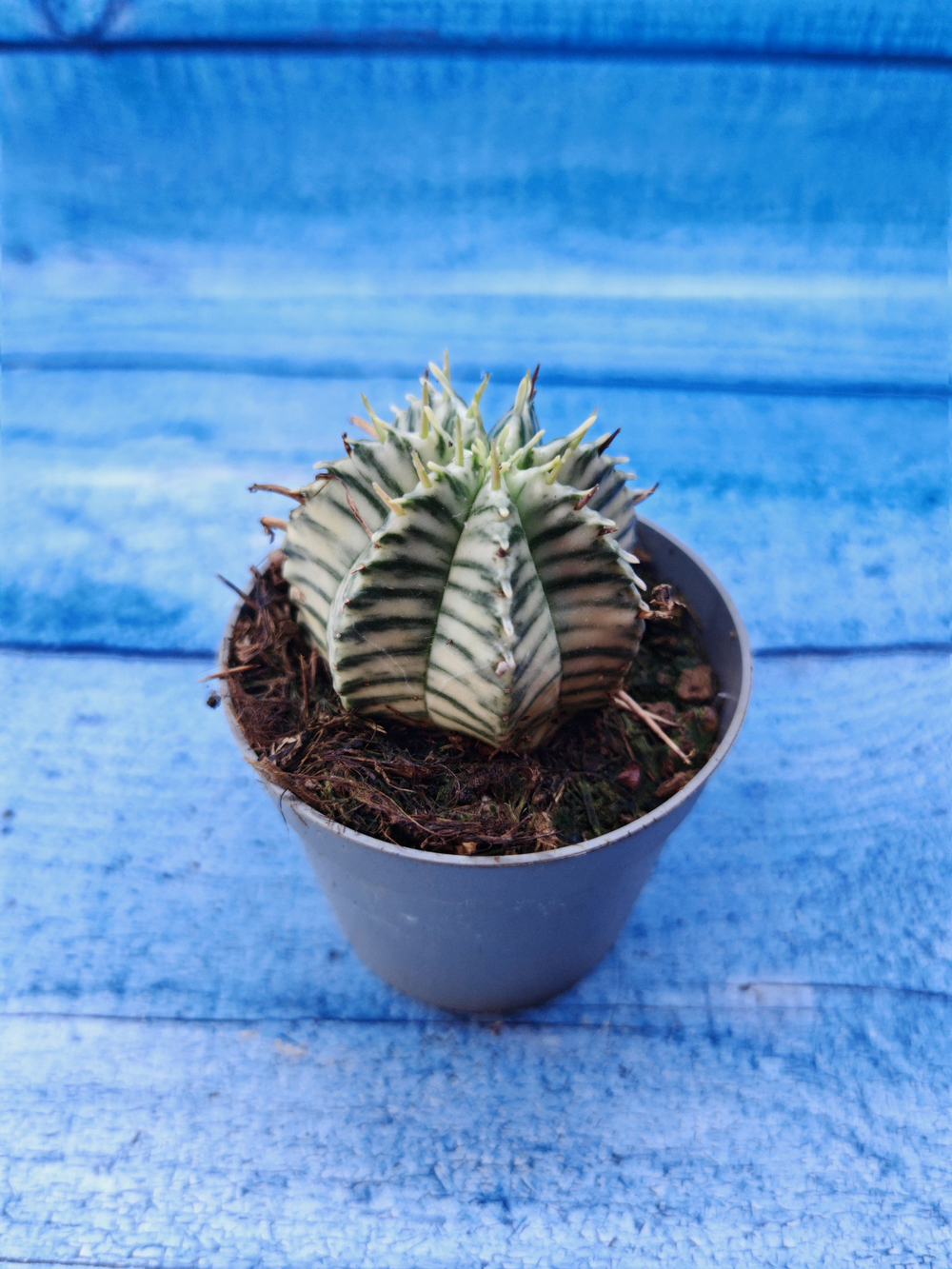 Euphorbia meloformis f. Variegated (Эуфорбия вариегатная)
