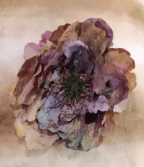 Декоративный цветок на клипсе пион, коричневый, 8*14 см. House of Seasons (84778)