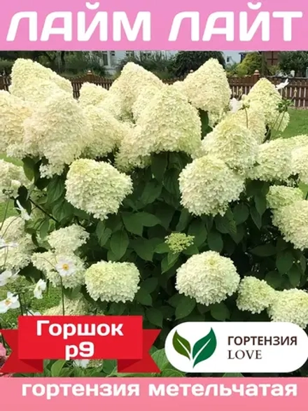 Лайт Лайм гортензия метельчатая