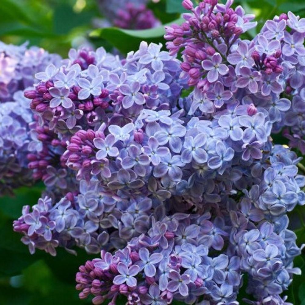 Сирень обыкновенная белая ночь. Сирень белые ночи. Куст сирени эстетика. Семена сирень амурская syringa amurensis. Белая сирень.