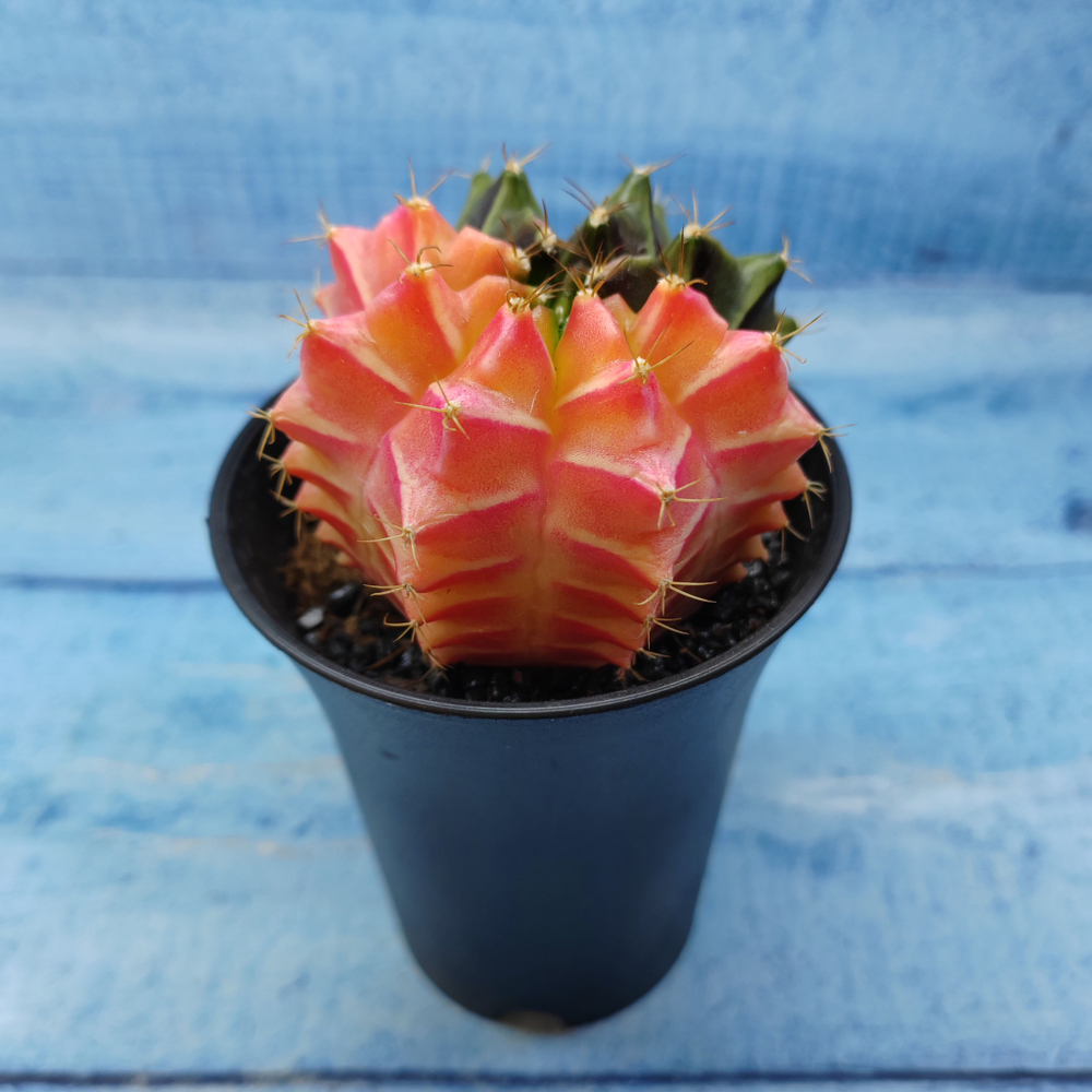 Gymnocalycium Variegata (Гимнокалициум Вариегатный)