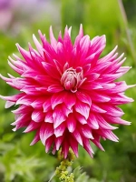 Георгин декоративный Дарк Хорс