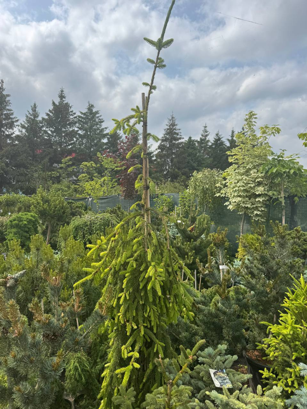 Ель обыкновенная Инверса С5 20-30 см Закупка М49 весна 2026