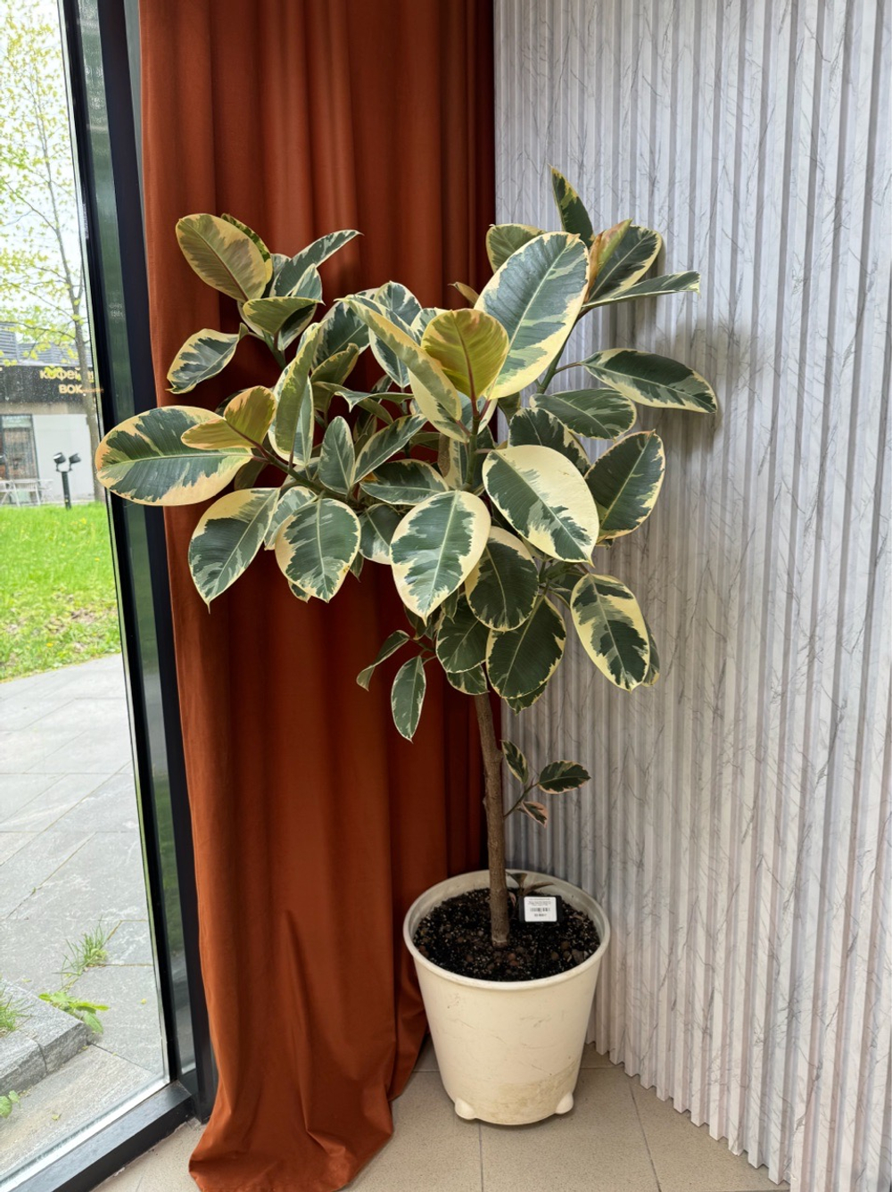 Фикус Эластика Тинеке на штамбе, D39см Н170см, 1шт, Urban Jungle (7143)