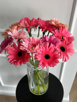 Гербера в розовом оттенке от 1 шт