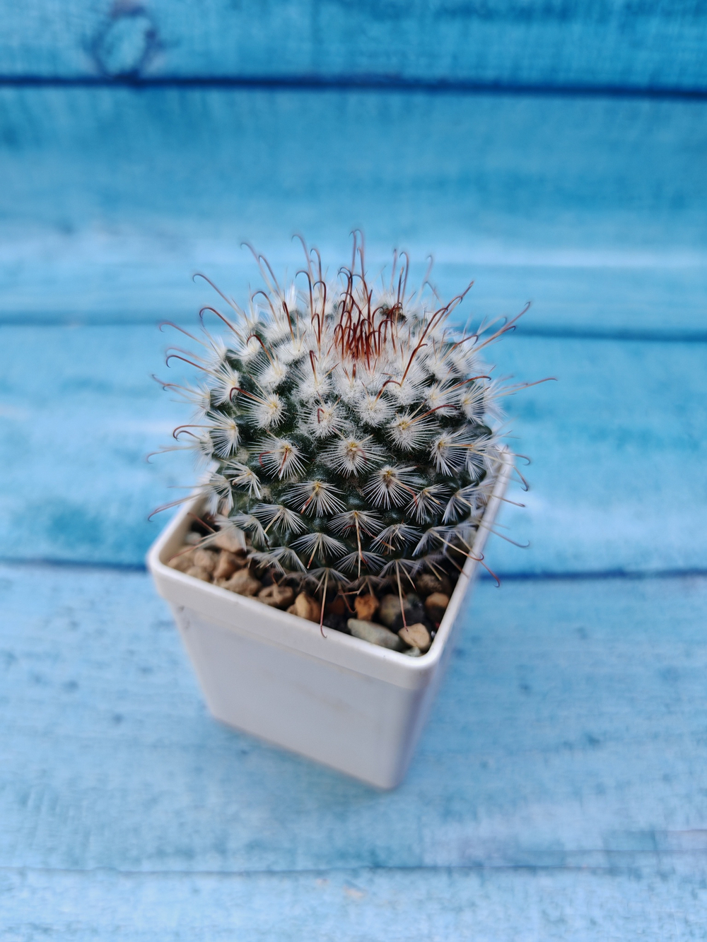Mammillaria Bombycina (Маммилярия)